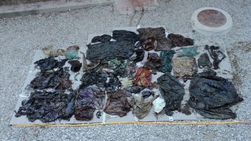 What specialists found in the stomach of the young sperm whale shocked the entire world