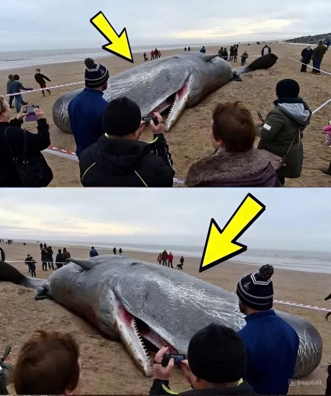 What specialists found in the stomach of the young sperm whale shocked the entire world