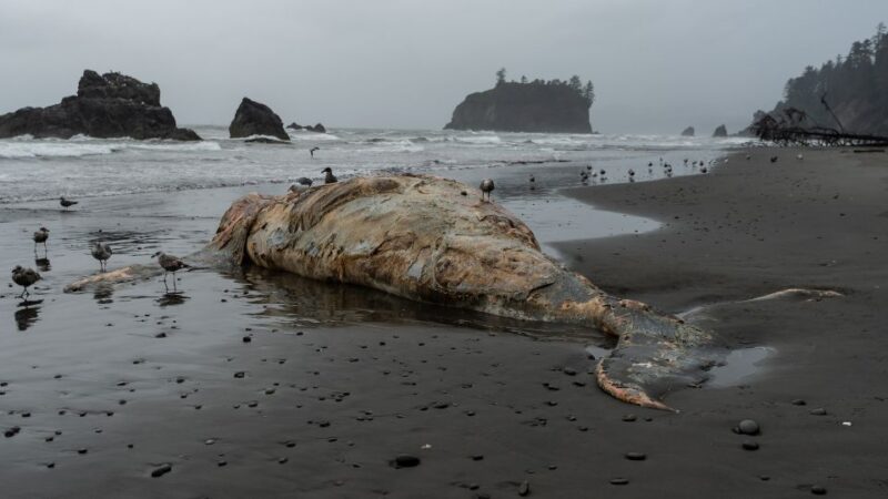 What specialists found in the stomach of the young sperm whale shocked the entire world