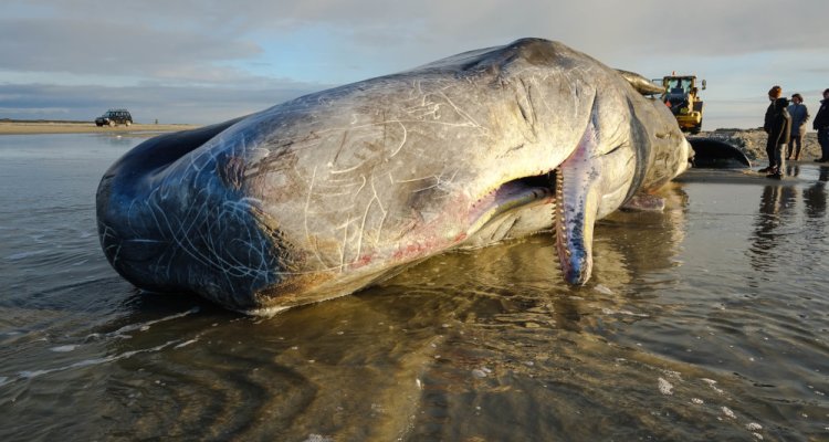 What specialists found in the stomach of the young sperm whale shocked the entire world