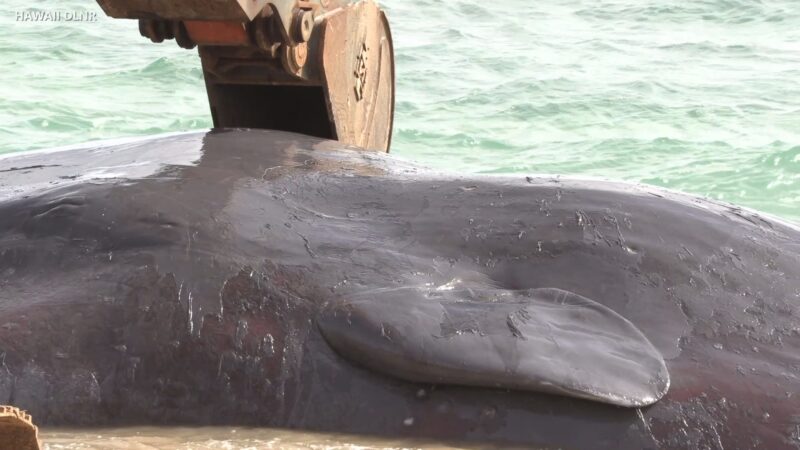 What specialists found in the stomach of the young sperm whale shocked the entire world