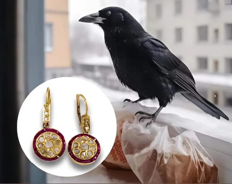 He thought he was simply feeding a bird, but what this crow brought back a year later warmed his heart