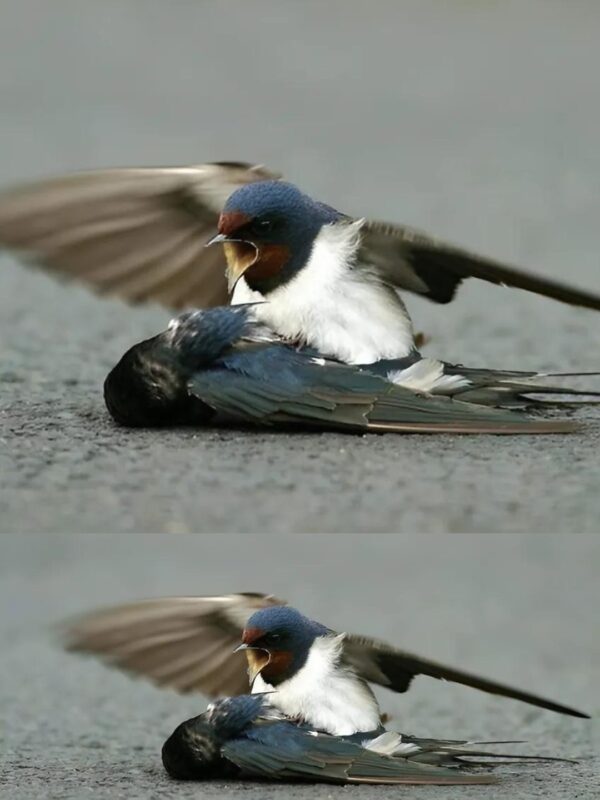 When an injured swallow was struck, her devoted companion did something no one expected in a moment of pure emotion
