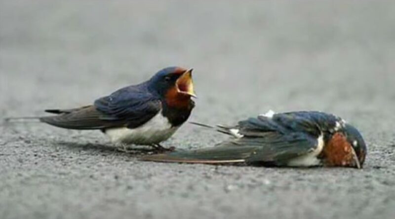 When an injured swallow was struck, her devoted companion did something no one expected in a moment of pure emotion