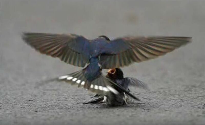 When an injured swallow was struck, her devoted companion did something no one expected in a moment of pure emotion
