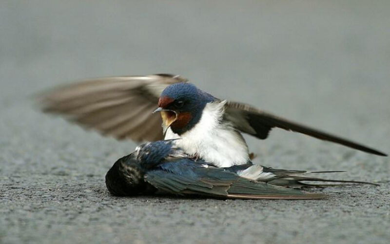 When an injured swallow was struck, her devoted companion did something no one expected in a moment of pure emotion
