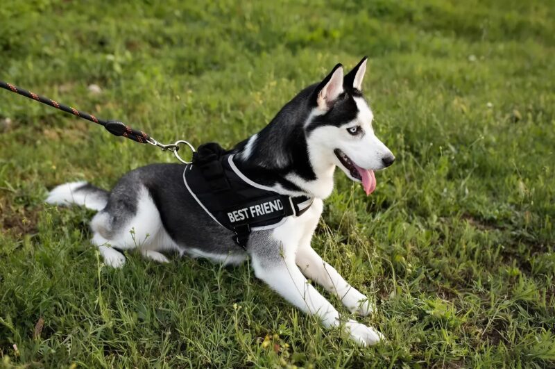 A service dog jumped on a stroller at the airport: What came out froze everyone