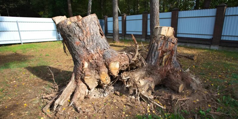 Our jealous neighbor cut down our 200-year-old sequoia while we were on vacation — but i put her in her place