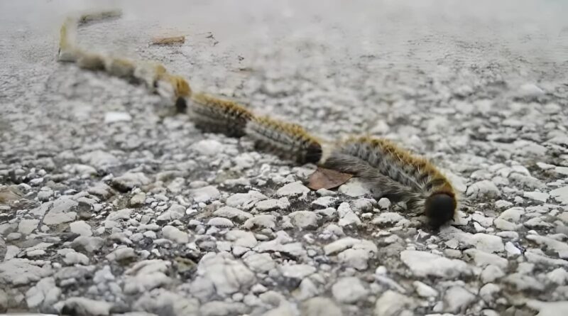 Je pensais qu'il s'agissait simplement d'une corde qui traînait dans l'herbe... mais en y regardant de plus près, j'ai réalisé la vérité choquante