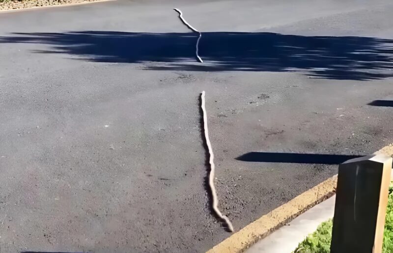 Je pensais qu'il s'agissait simplement d'une corde qui traînait dans l'herbe... mais en y regardant de plus près, j'ai réalisé la vérité choquante