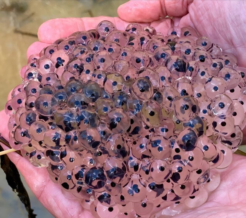 What a farmer found in his soybean field after the rain leaves experts perplexed and intrigued