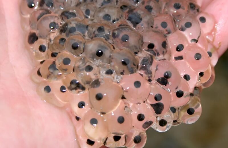 What a farmer found in his soybean field after the rain leaves experts perplexed and intrigued