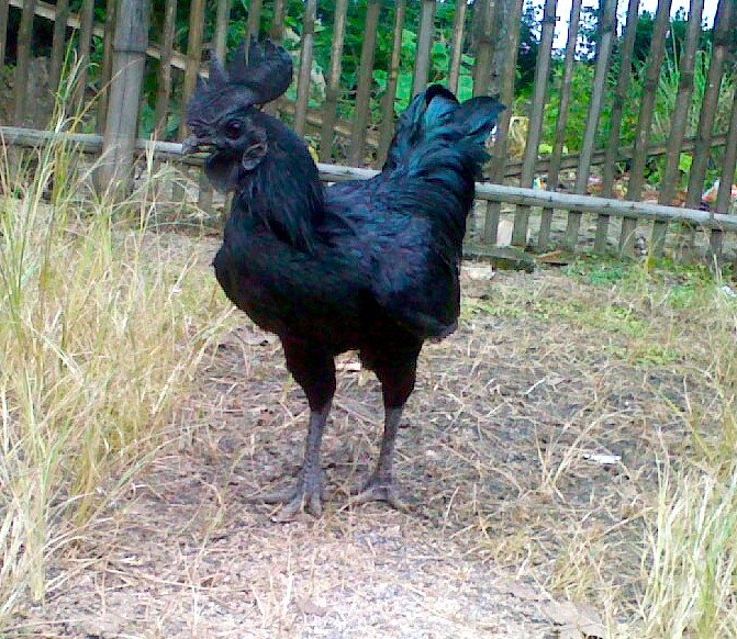 A farmer discovered strange black eggs; when they hatched, terrifying creatures emerged, spreading panic and fear across the village