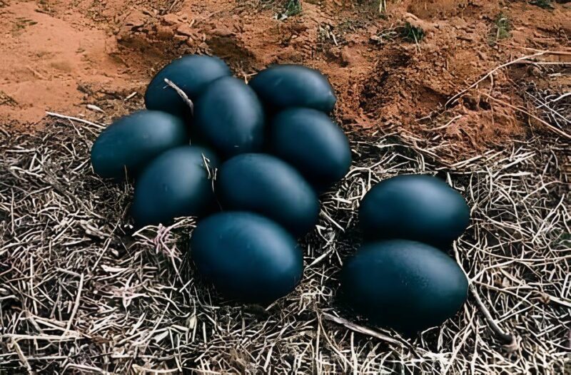 A farmer discovered strange black eggs; when they hatched, terrifying creatures emerged, spreading panic and fear across the village