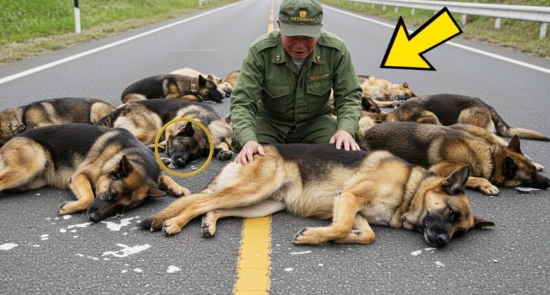 A former soldier discovers 8 abandoned dogs – What he does next will change lives
