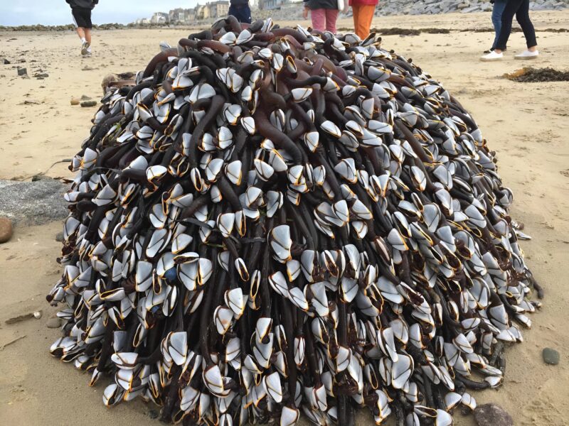 A child discovers a mysterious object on the beach – What experts revealed will chill you to the bone