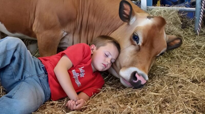 My little brother refuses to sleep in his bed—he says the cow knows the truth