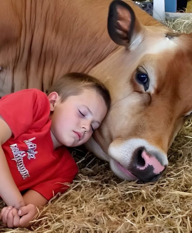My little brother refuses to sleep in his bed—he says the cow knows the truth