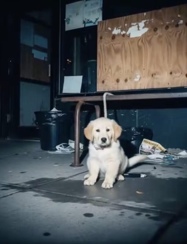 I found a puppy tied to a bench at 2 a.m., and when I checked her collar, my heart stopped