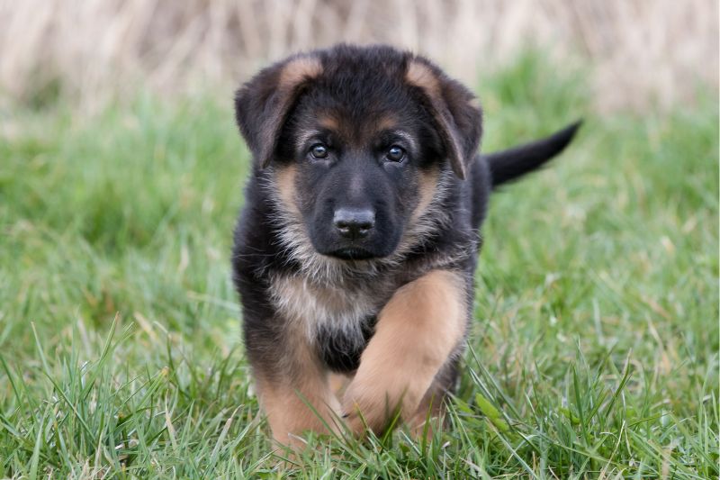 While a police dog was quietly patrolling, it suddenly leapt onto an abandoned suitcase... What the officers discovered inside left them speechless