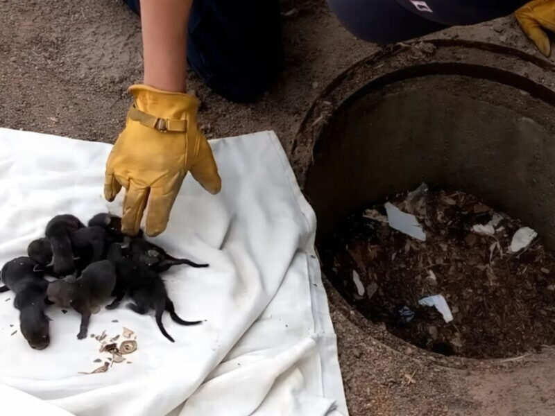 Small beings were emerging from the sewers, ones that people mistook for puppies… but they weren’t, and their true nature remained incomprehensible, until…