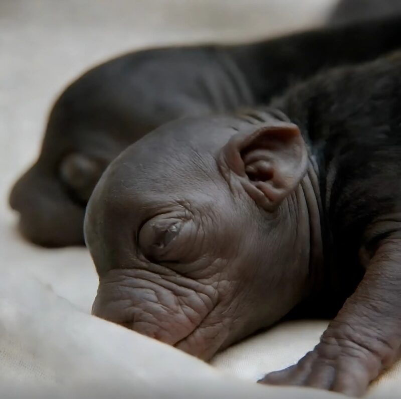 Small beings were emerging from the sewers, ones that people mistook for puppies… but they weren’t, and their true nature remained incomprehensible, until…