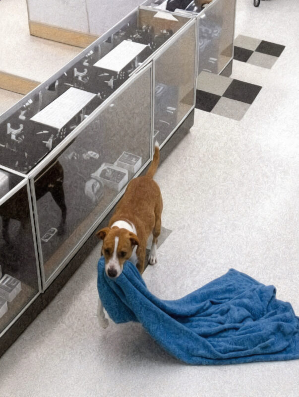The store alarms went off in the middle of the night... When the police arrived, no one expected to find such an unusual "Burglar"