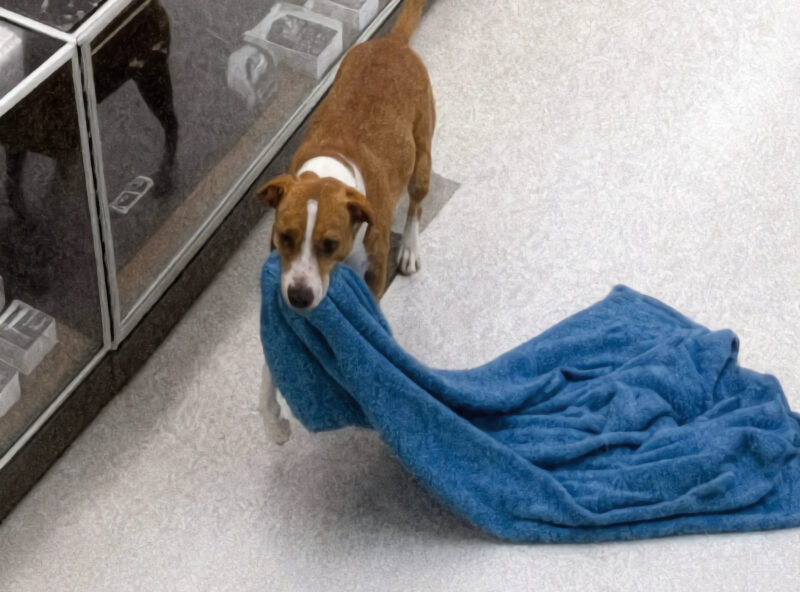 The store alarms went off in the middle of the night... When the police arrived, no one expected to find such an unusual "Burglar"