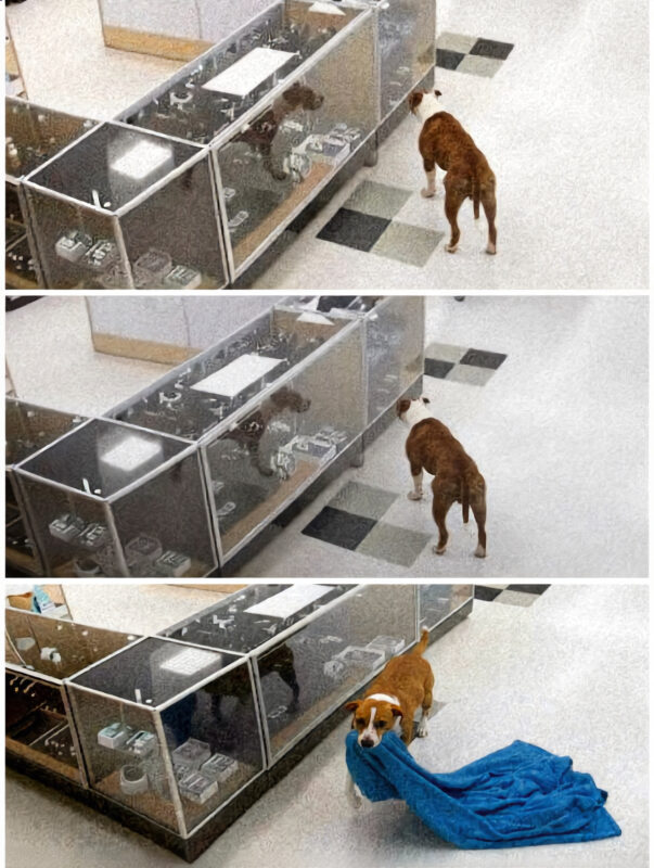 The store alarms went off in the middle of the night... When the police arrived, no one expected to find such an unusual "Burglar"