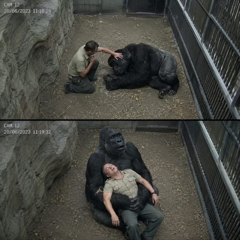 A gorilla known for being aggressive toward everyone suddenly cried out for help after his favorite caretaker collapsed while rubbing his belly
